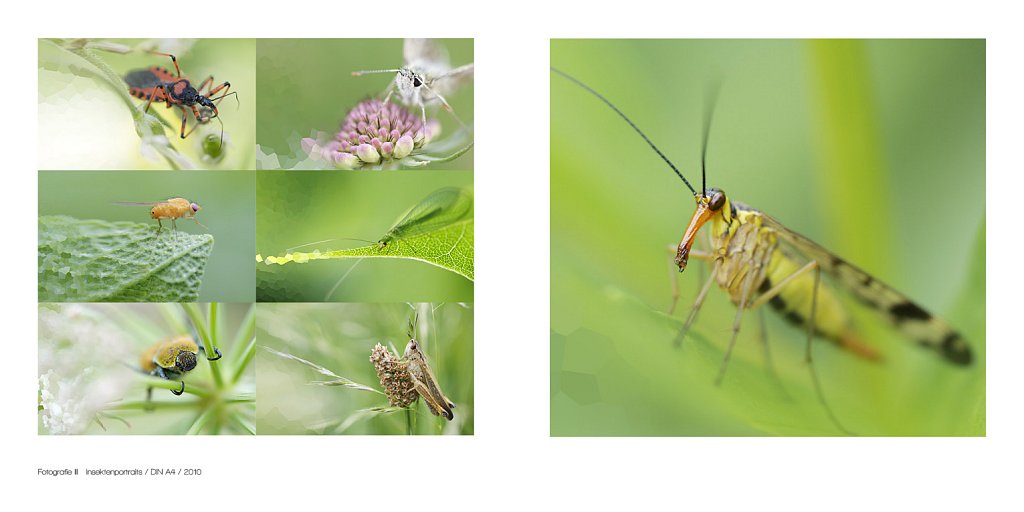 Vertiefen in die Natur um die Vielfalt der Farben und Formen zu erkennen, die ein Portrait charakteristisch machen